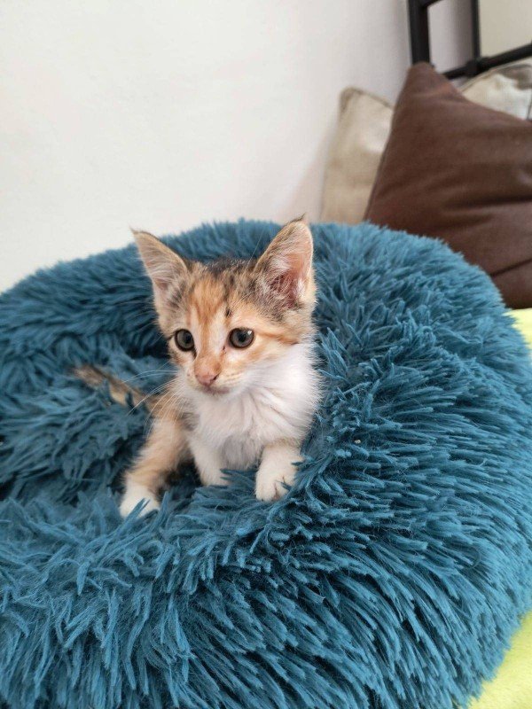 Bella
