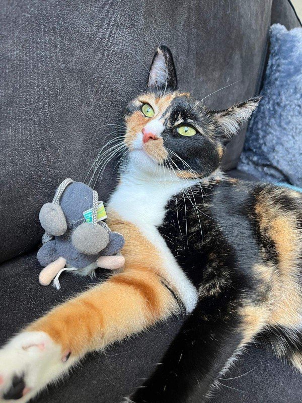 Loki