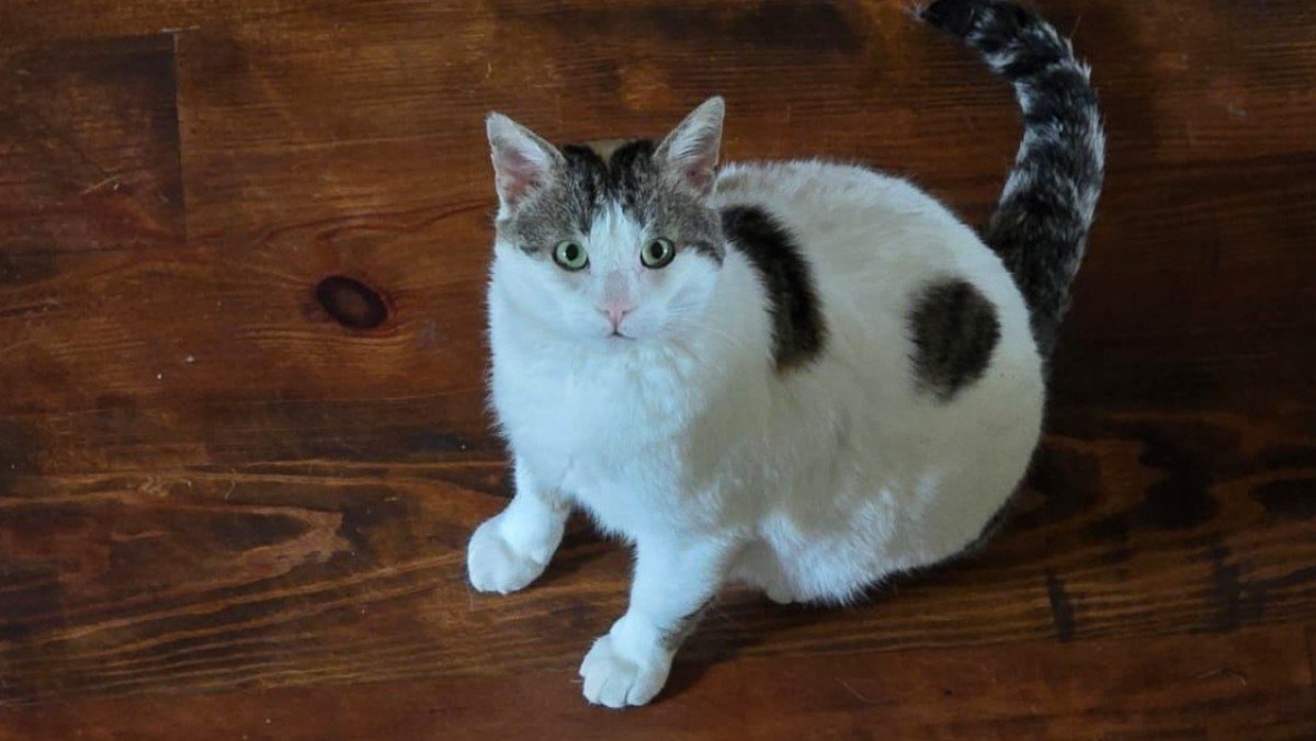 Poes