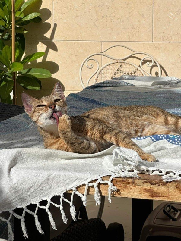 Tiggy
