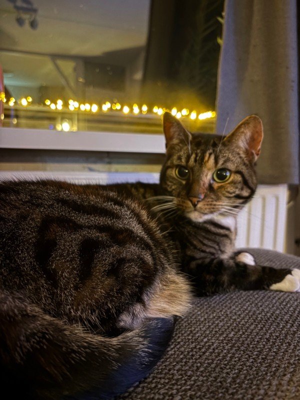 Nova