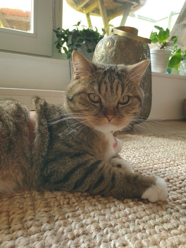 Charlie