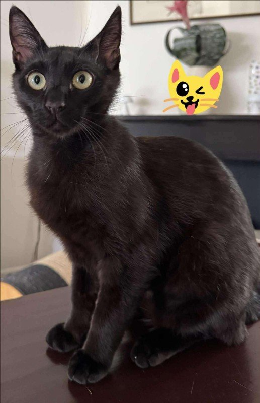 Chico