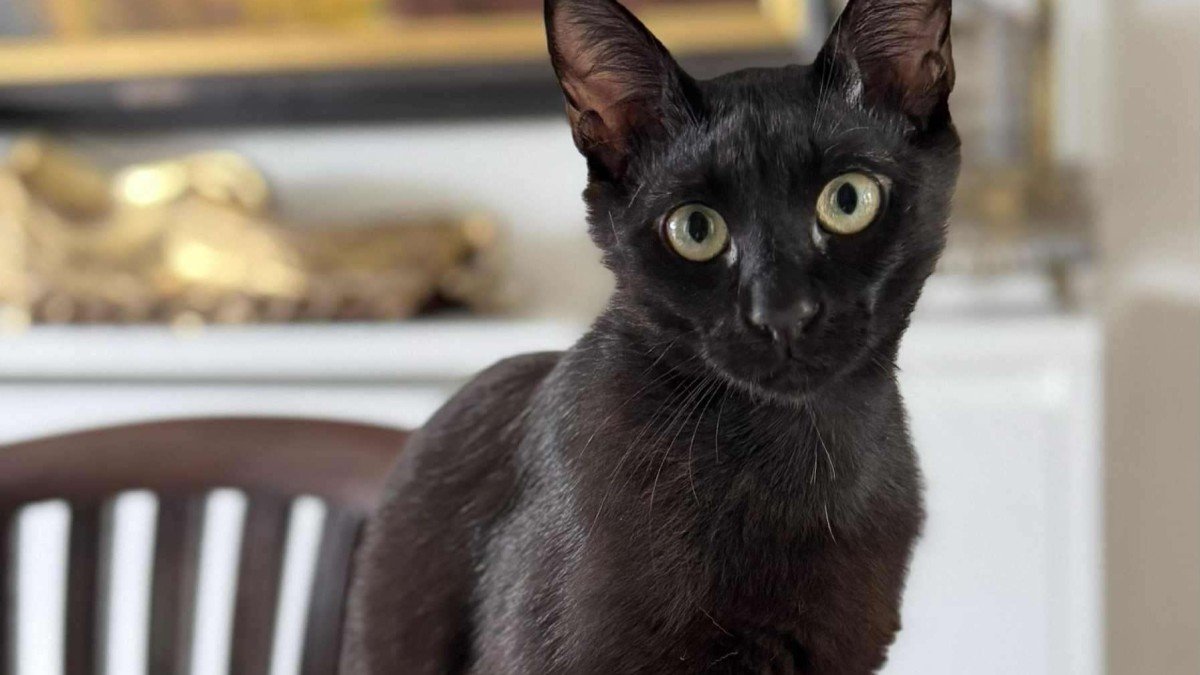 Chico