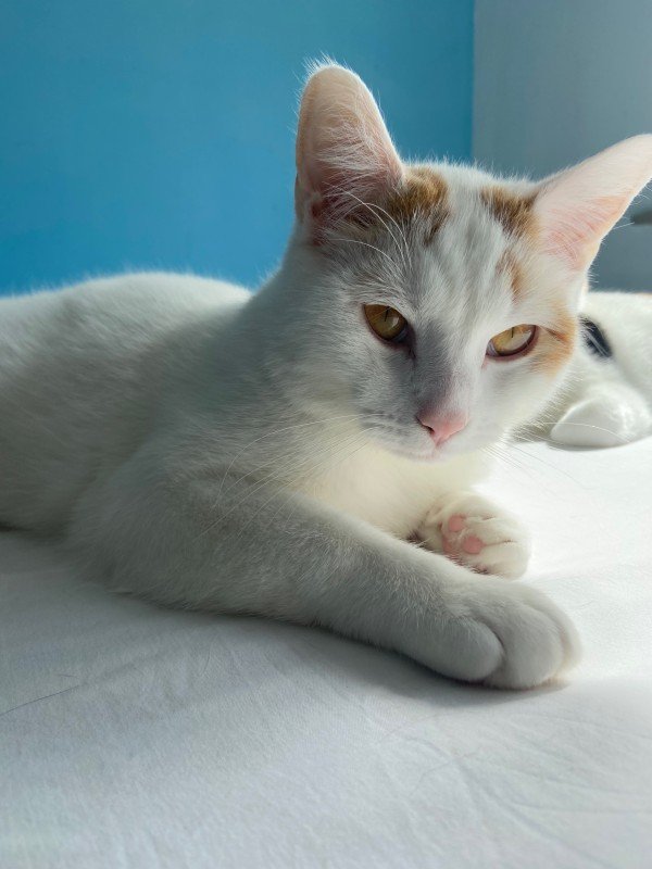 Gustav