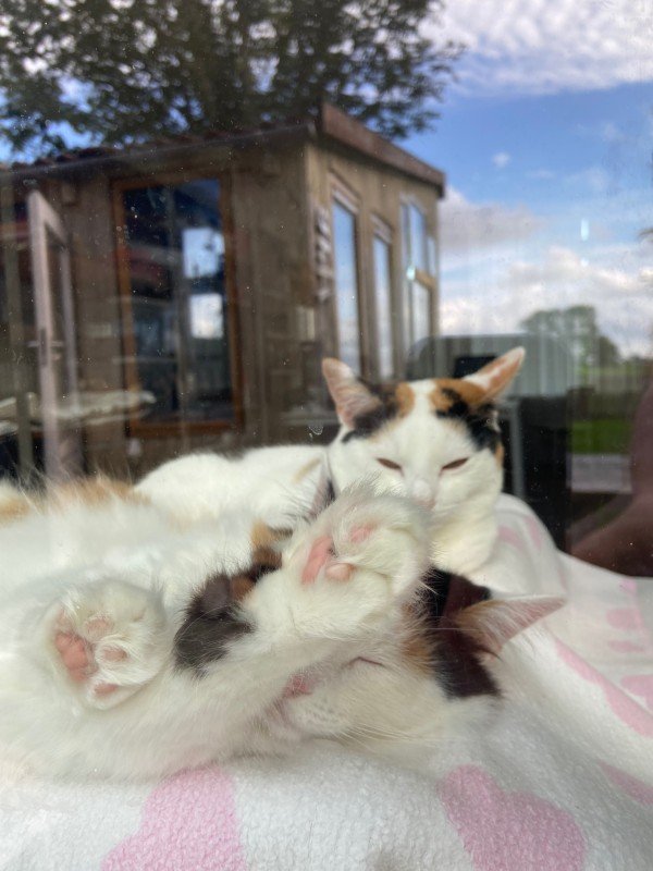 Lottje