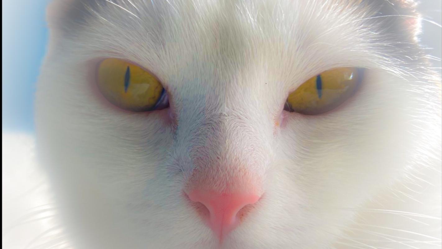 Lottje