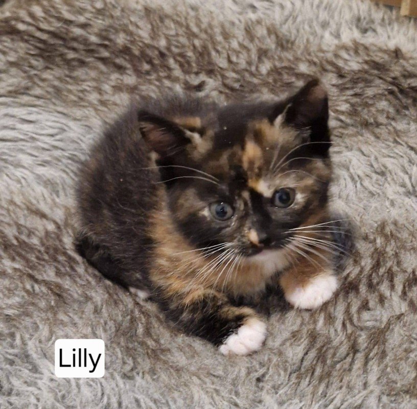 Lilly