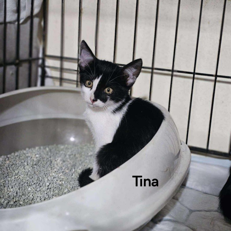 Tina