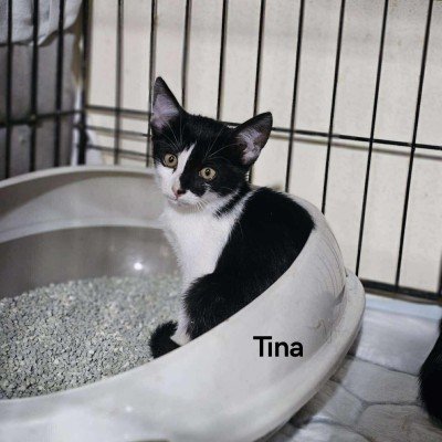 Tina