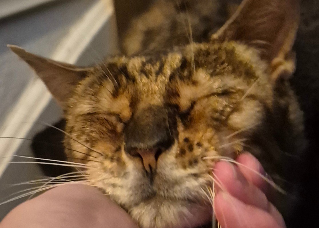 Simba