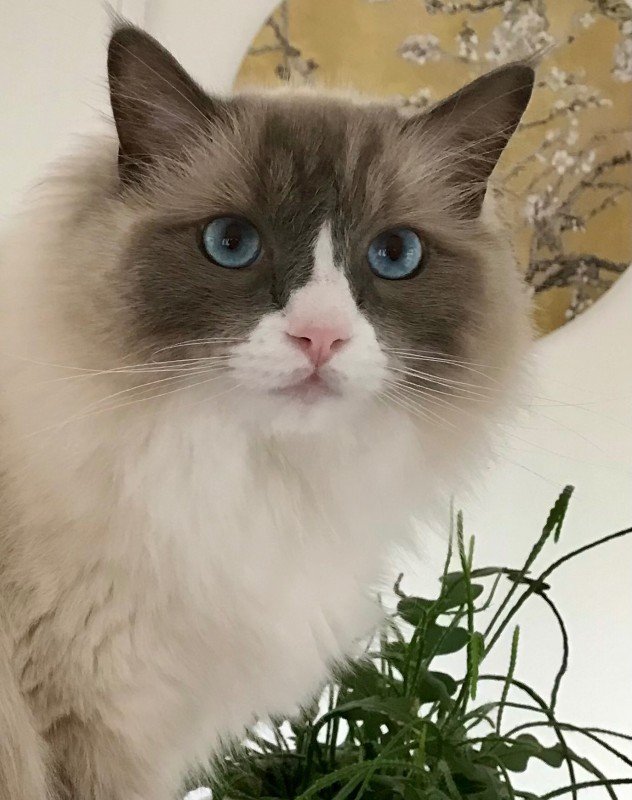 Tommie