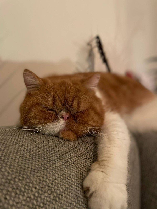 Willie