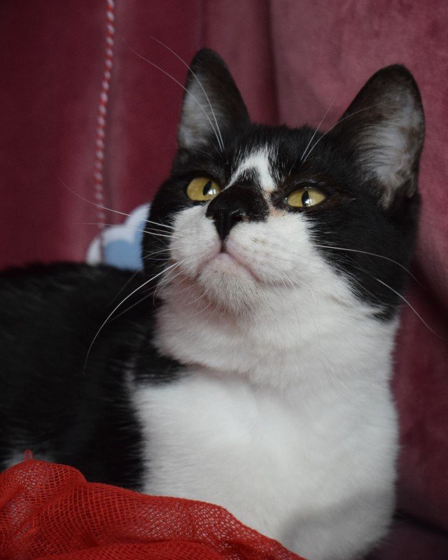 Tom