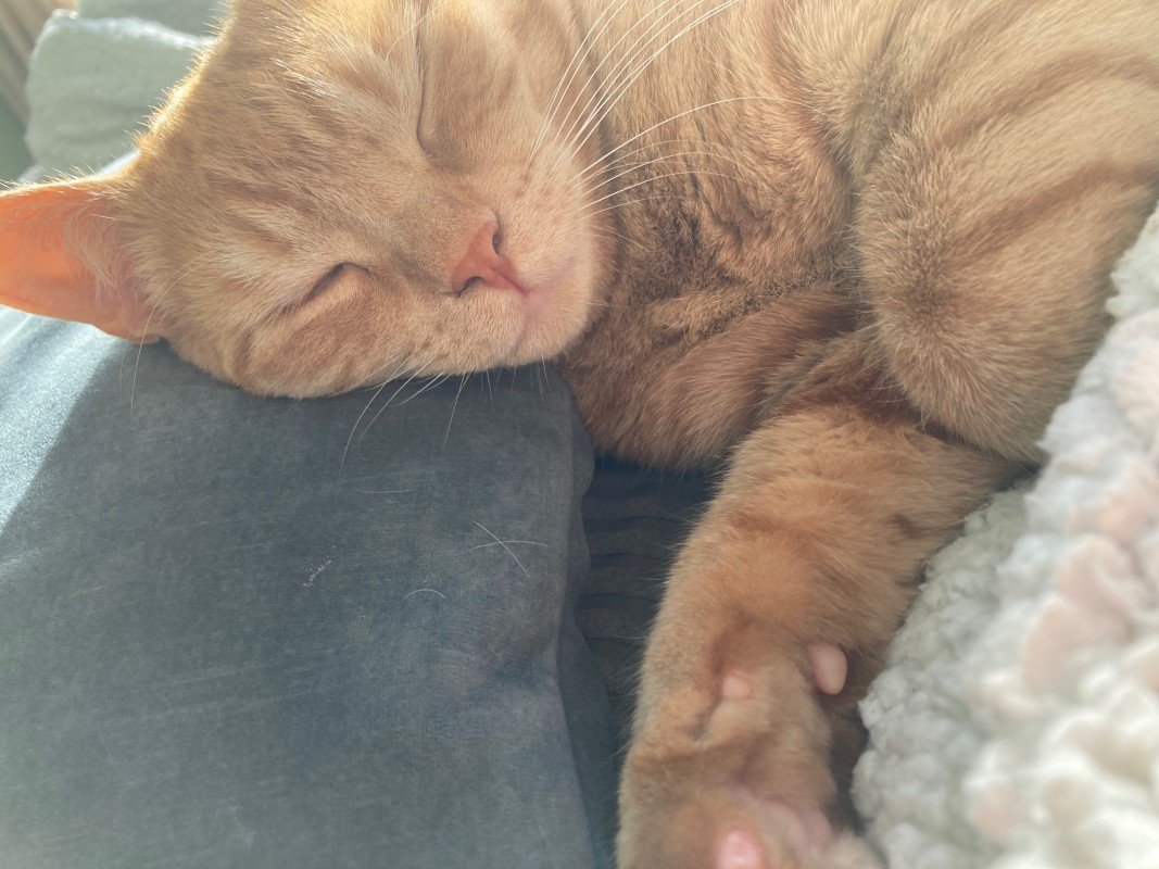 Teddy