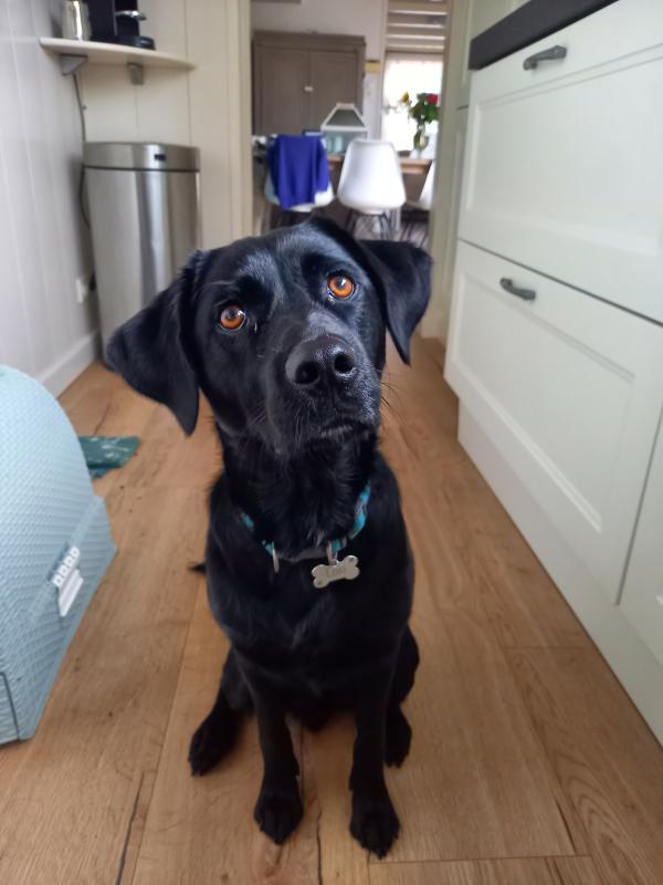 Loki