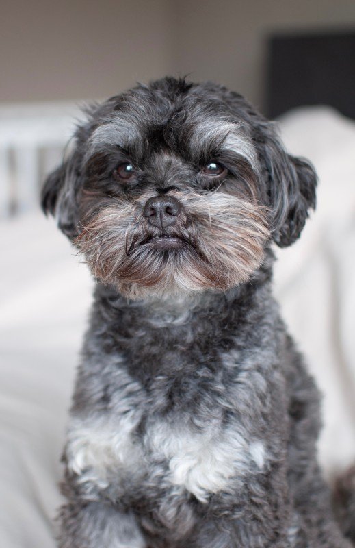 Balou