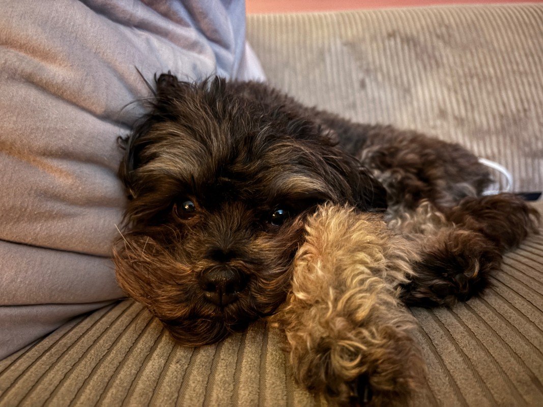 Balou
