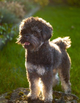 Balou