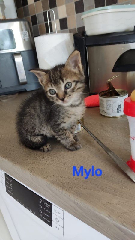 Mylo