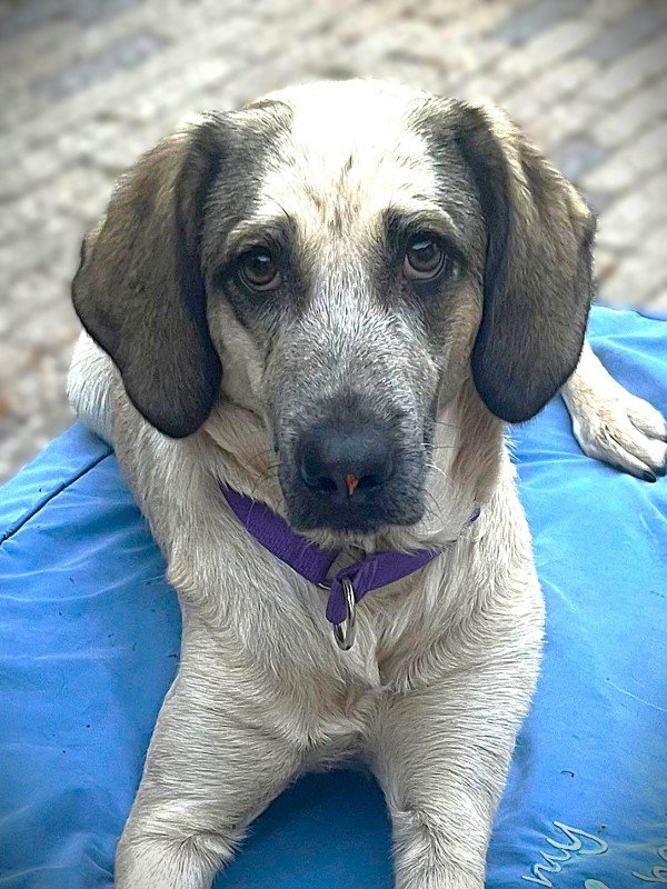 Naya