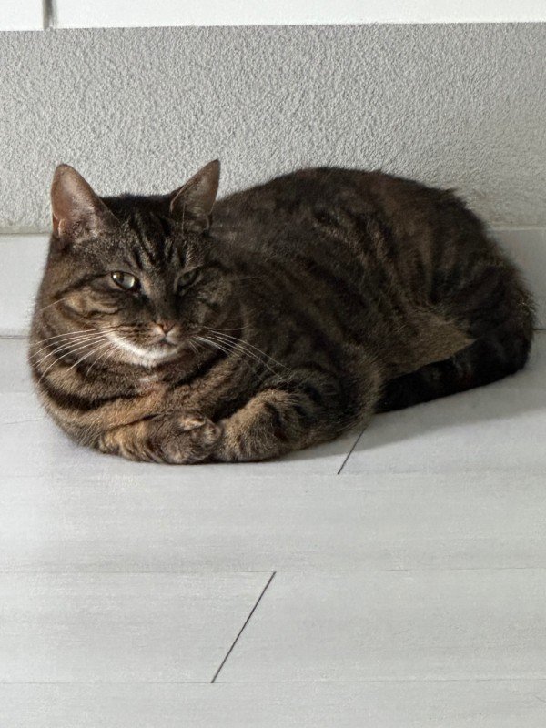 Mimi