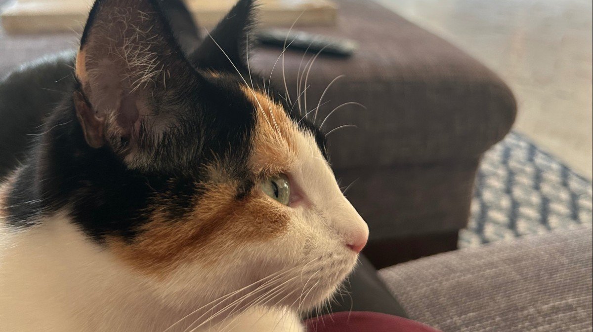 Zosia