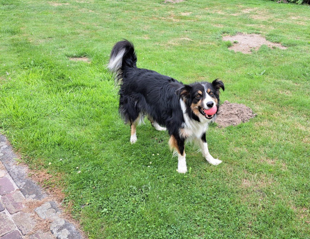 Bo