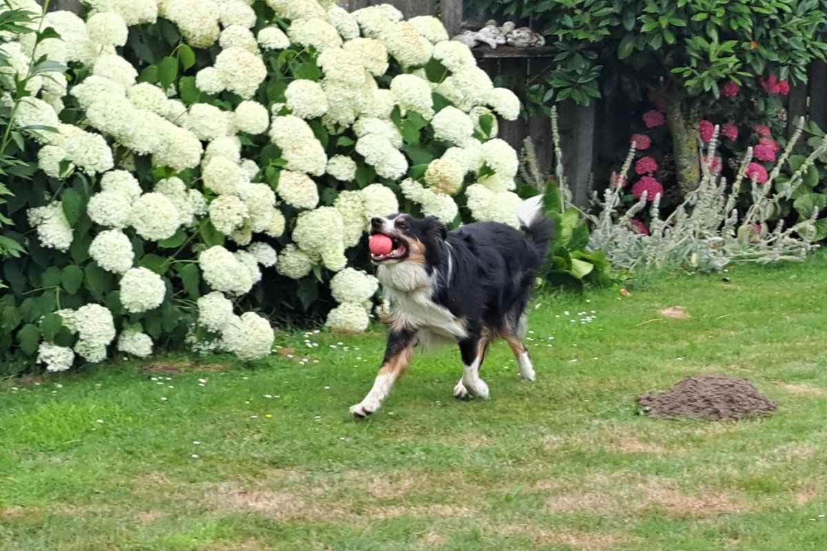 Bo