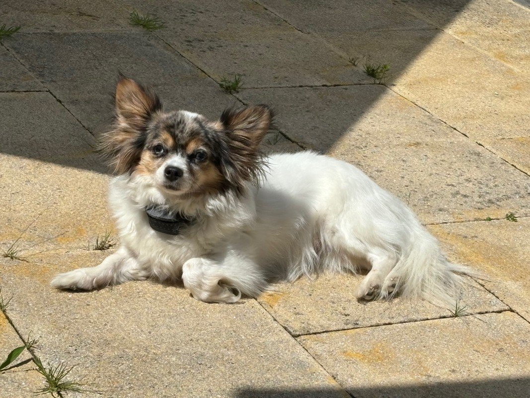 Skye