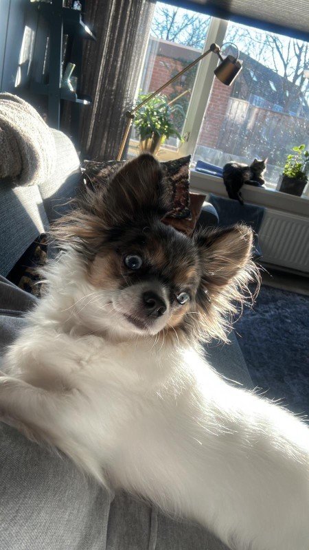 Skye