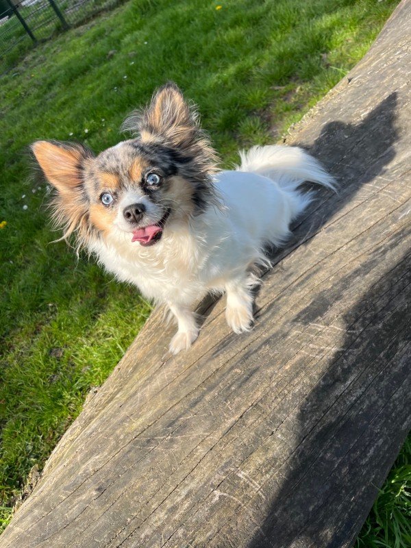 Skye