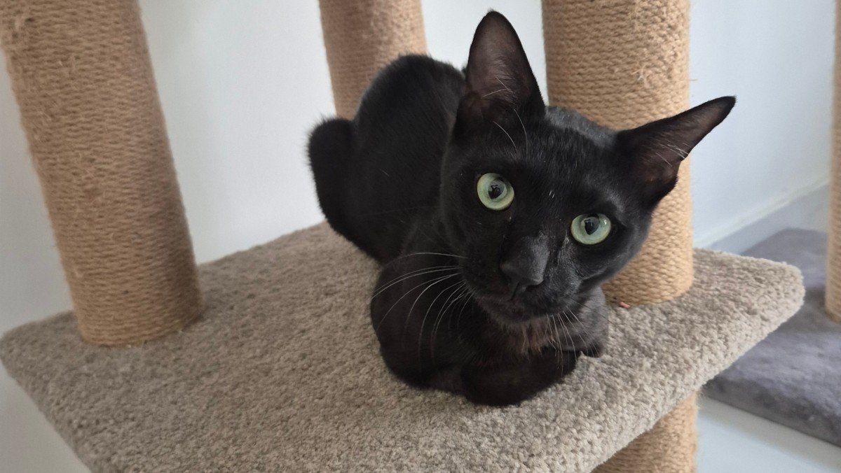 Panther