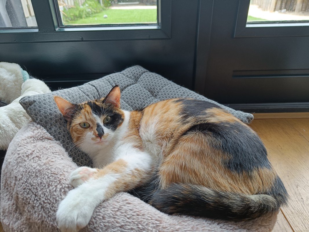 Maya