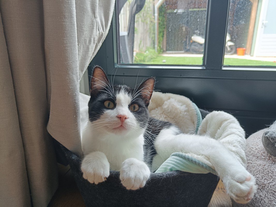 Morris