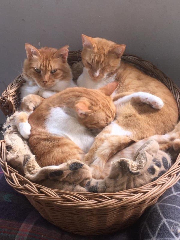 Simba