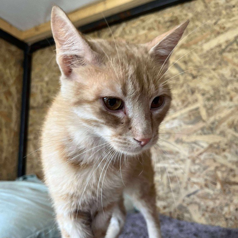 Rusty