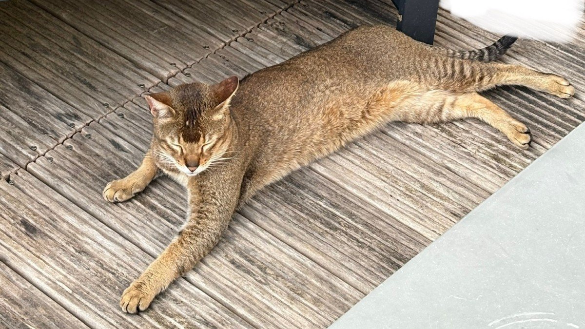 Simba