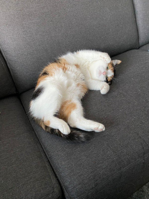 Nala