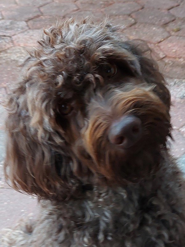 Tygo