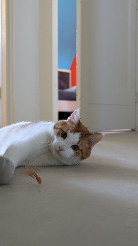 Gijs