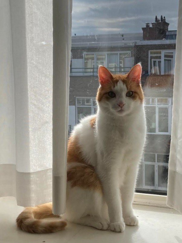 Gijs