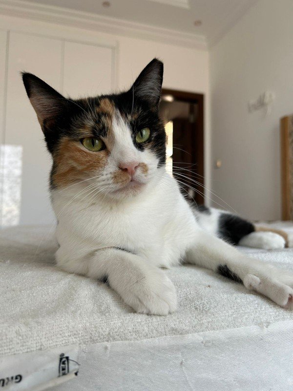 Wilma