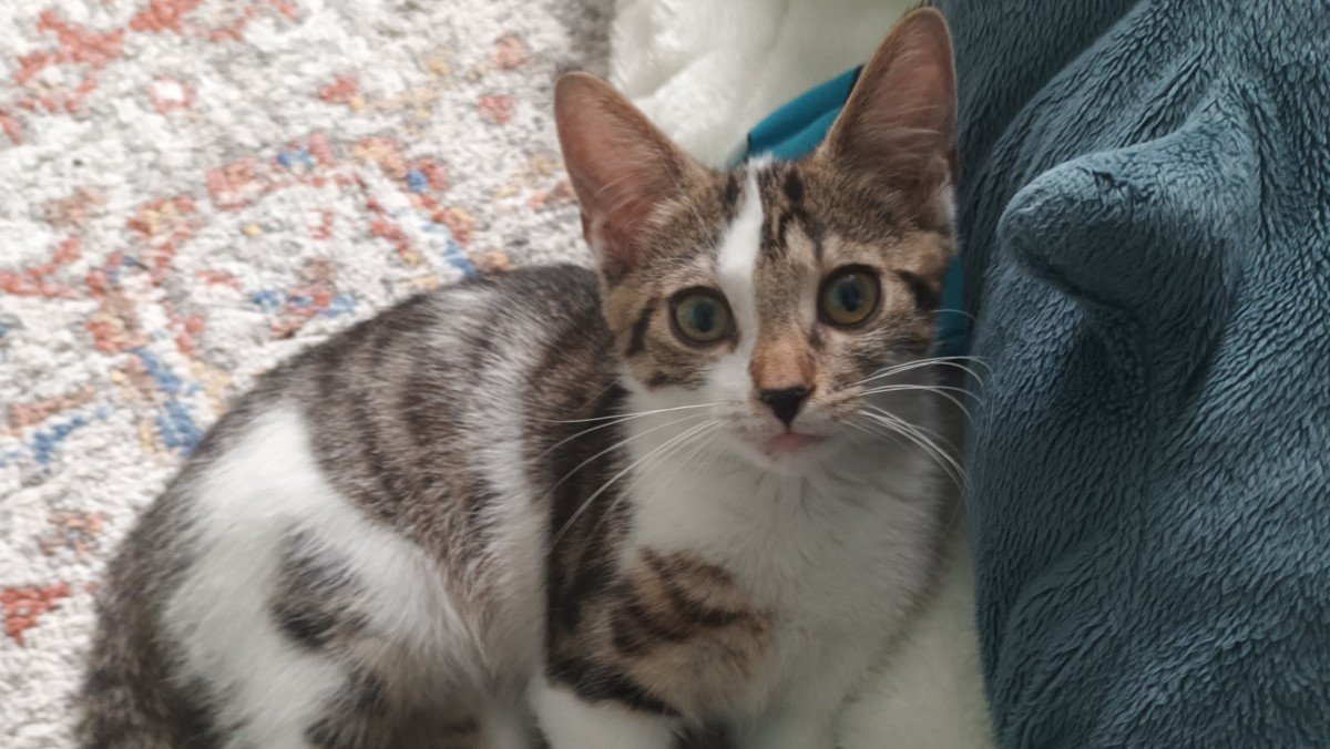 Felix