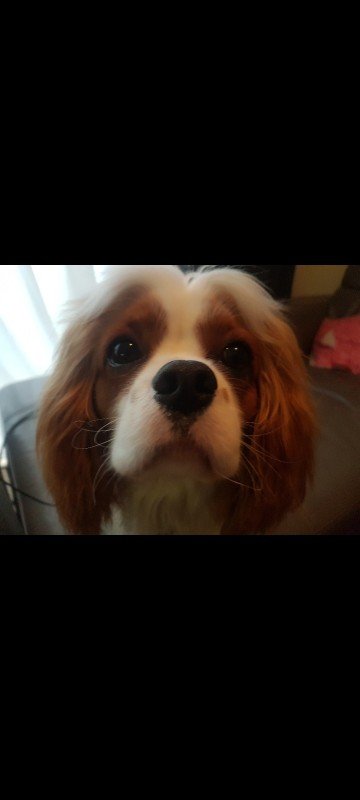 Winston