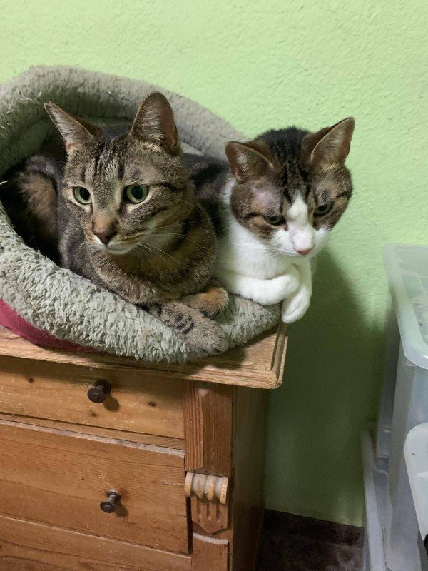 Tuna