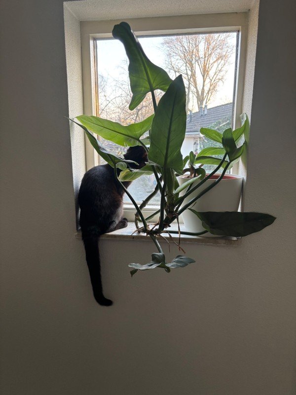 Archie