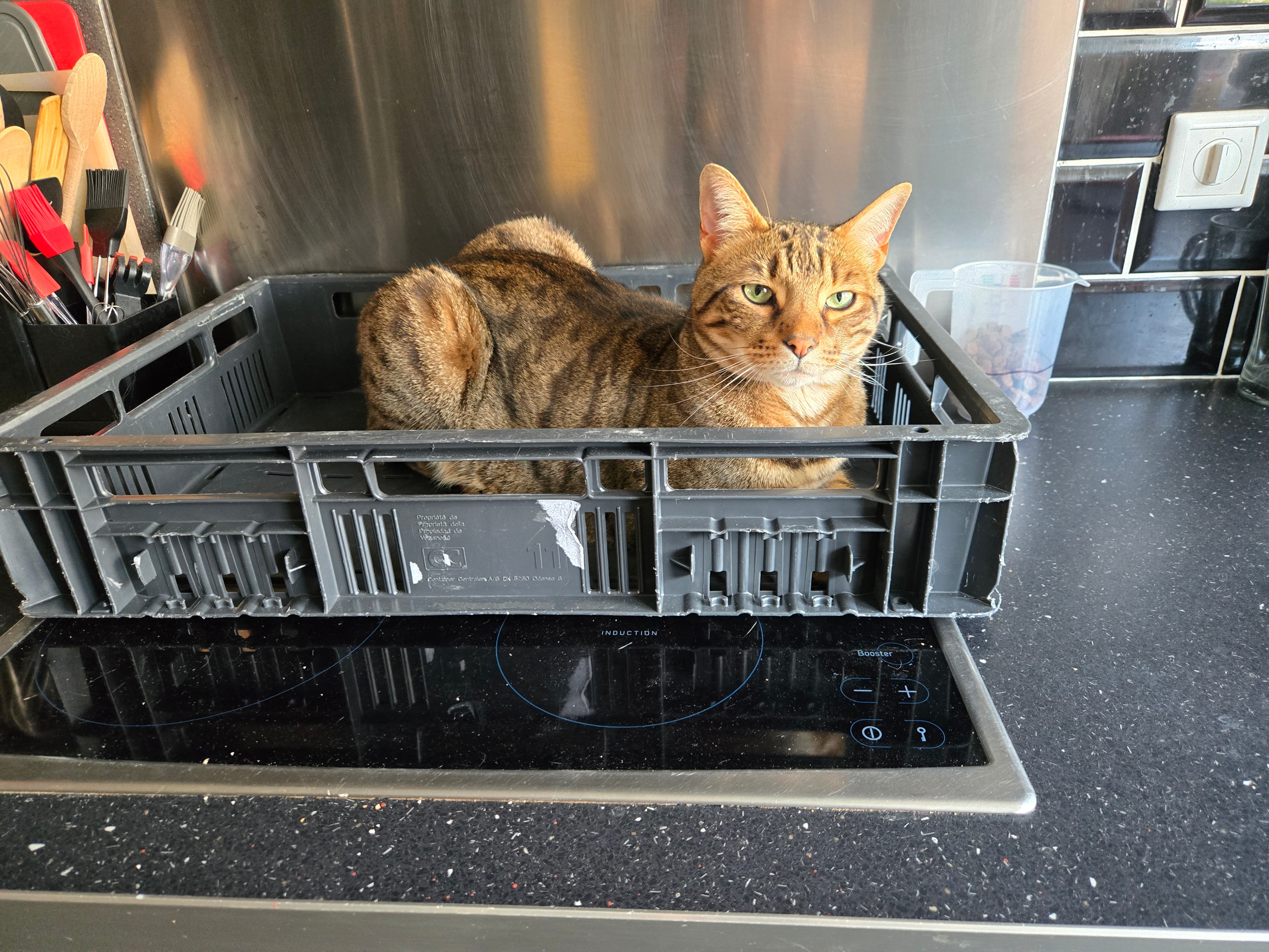 Minx - Verhuisdieren.nl