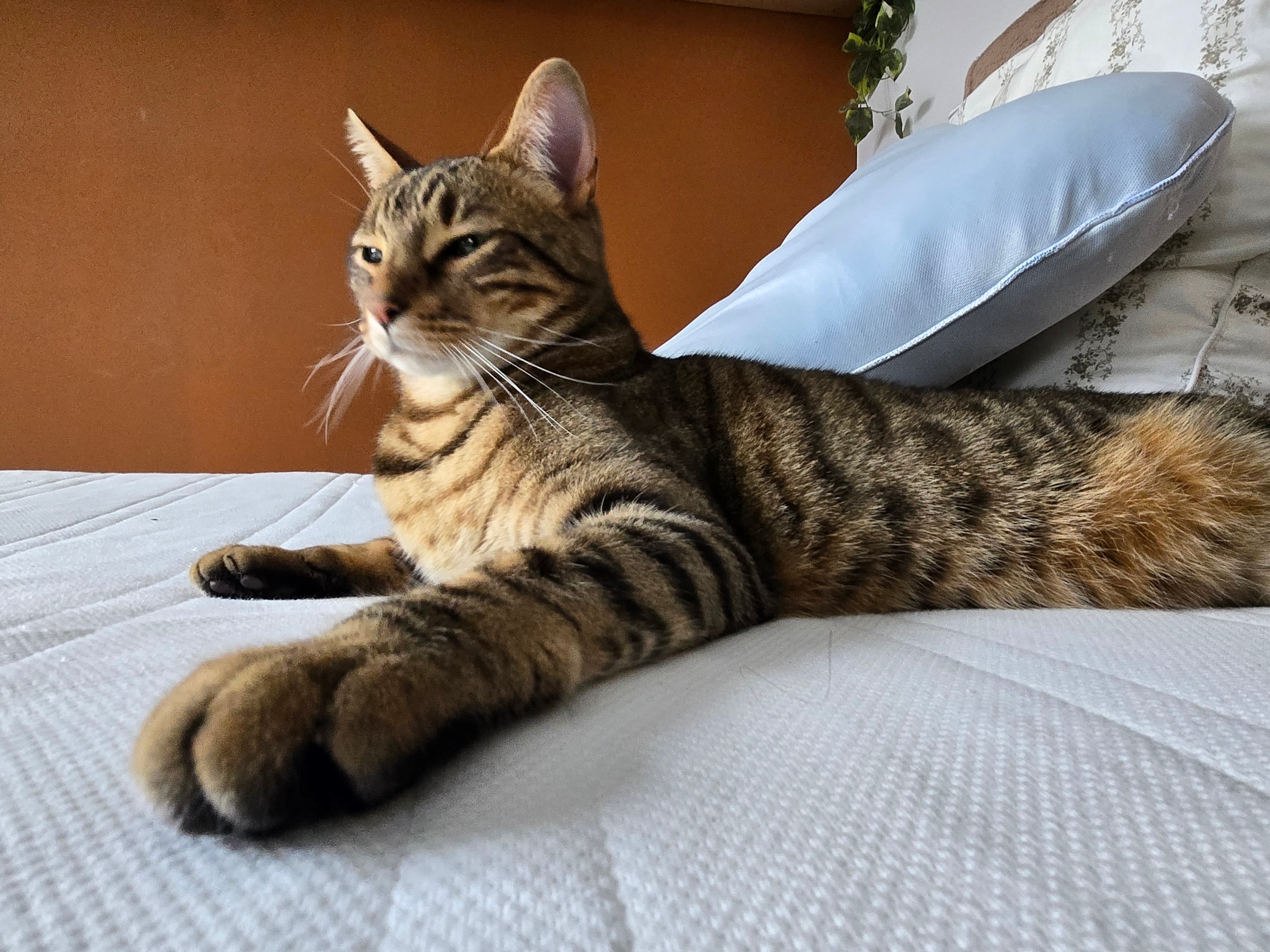 Minx - Verhuisdieren.nl