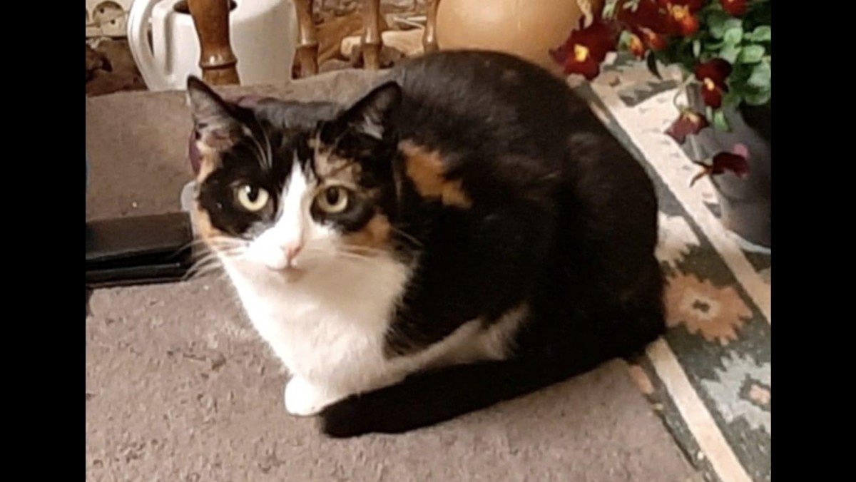 Poes